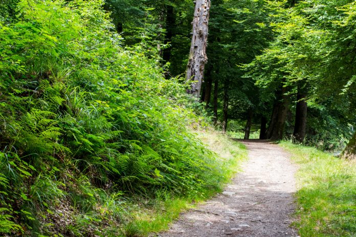 Johan.Barrot_-_Laetis_-_VisitArdenne_chemin_de_foret_2517-1600px