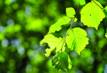 « Nature et bien-être » : une conférence pour reconnecter santé et environnement