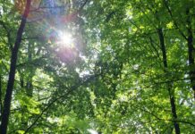 Lancement du premier reportage photo du portefeuille La forêt de Laneuville-aux-bois avec le soleil qui perce à travers les feuilles.