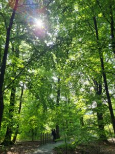 La forêt de Laneuville-aux-bois avec le soleil qui perce à travers les feuilles.