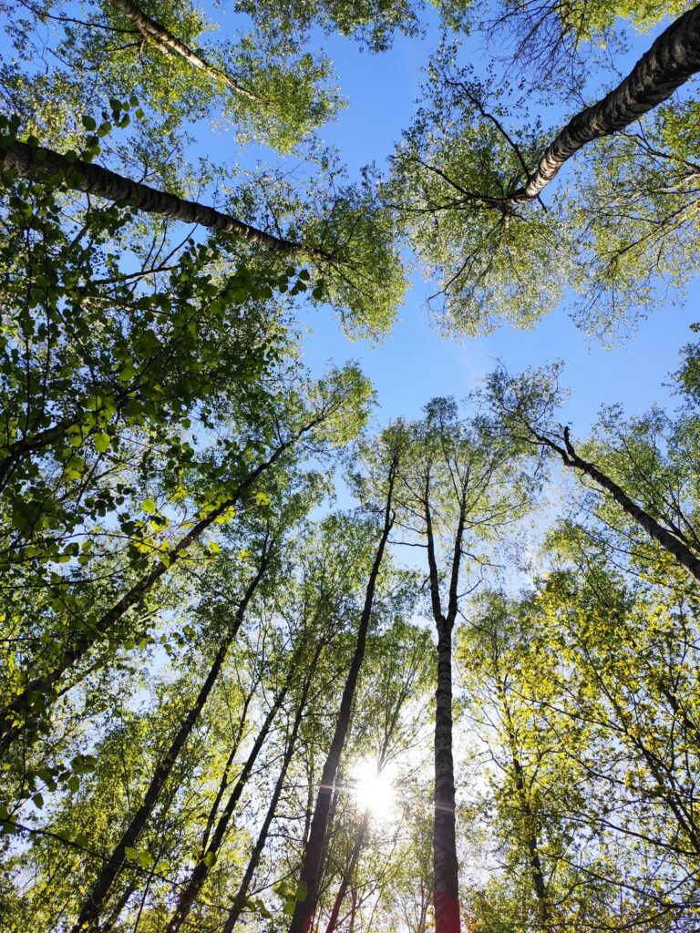 cime des arbres ciel bleu